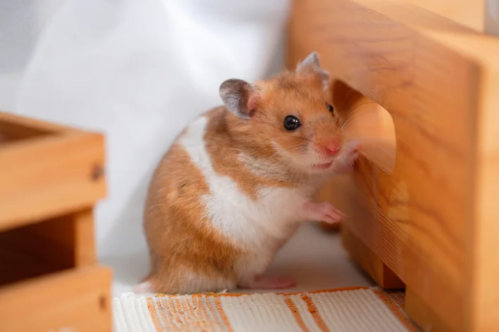 hamster sirio