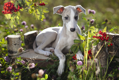 Galgo inglês  Conheça as características da raça e cuidados