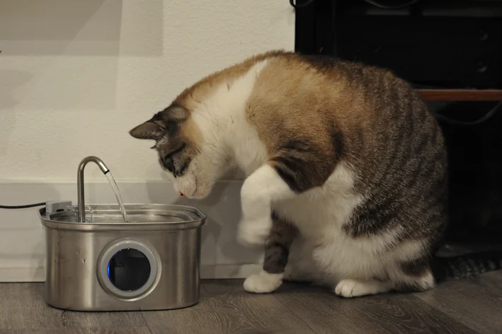 gato bebendo agua na fonte
