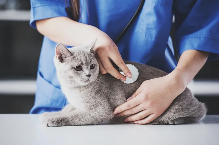 gato fazendo exame veterinario