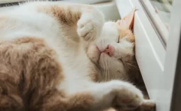 gato feliz dormindo com a barriga para cima