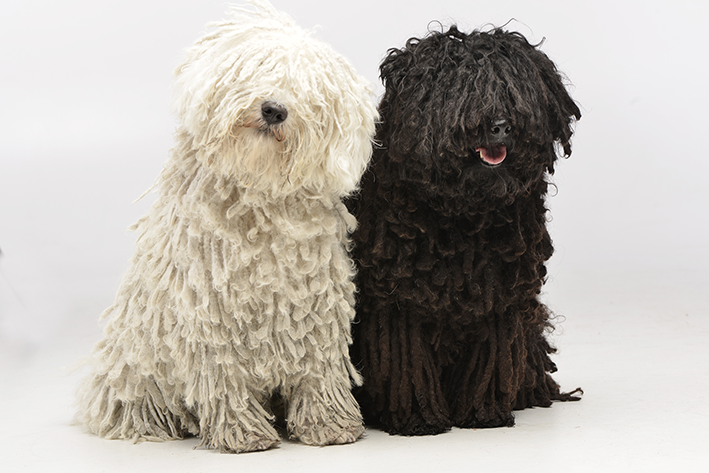 Dois cachorros da raça komodor no fundo branco. Um cachorro branco e outro preto