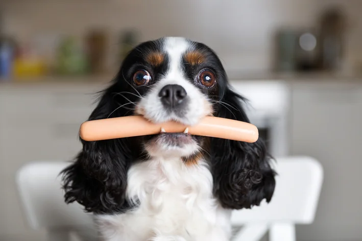 cachorro comendo salsicha
