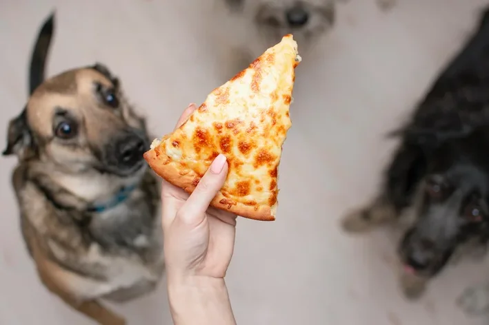 cachorro olhando para pizza
