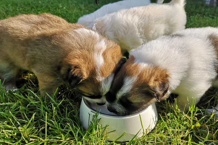 cachorros tomando leite