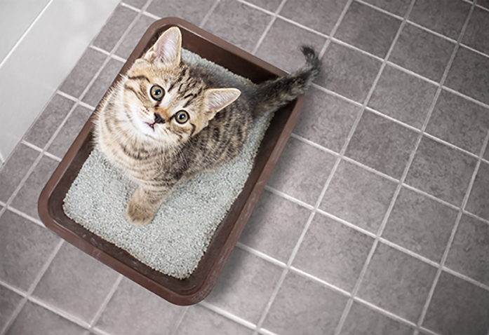 10 lugares para esconder a caixa de areia de gato e manter o décor