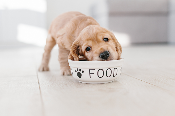 alimentação e cuidados com cachorros