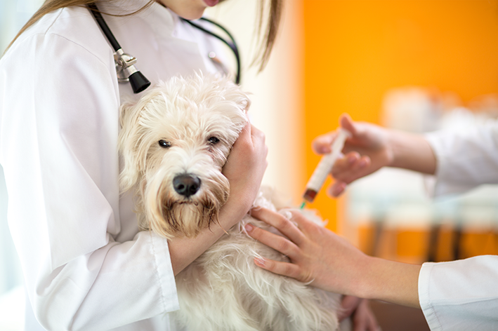 vacina e cuidados veterinários com cachorro