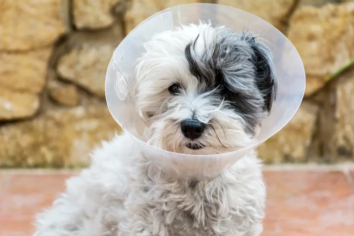 castração de cachorro cuidados pós-operatórios
