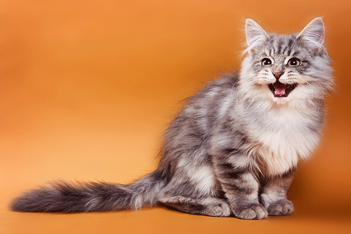 Kent corte largo Joya O que significa o miado de gato? | Blog da Cobasi