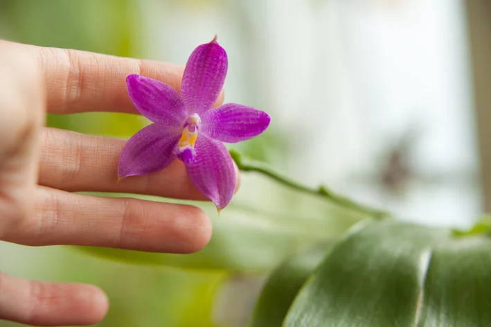 Phalaenopsis violácea
