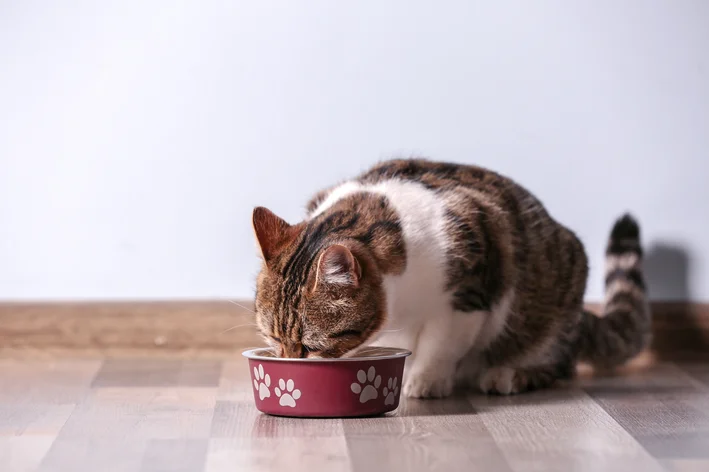 gato comendo ração no comedouro