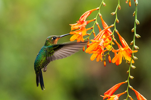 Beija Flor Saiba Como Atrair Este Belo Passaro Para O Jardim