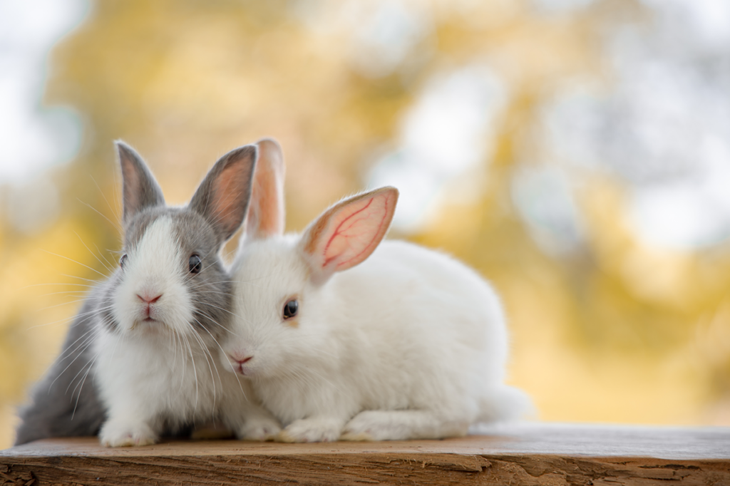 Featured image of post Me Mostre Fotos De Coelhos : Bonitas fotos de coelhos para os apreciadores poderem apreciar o seu esplendor.