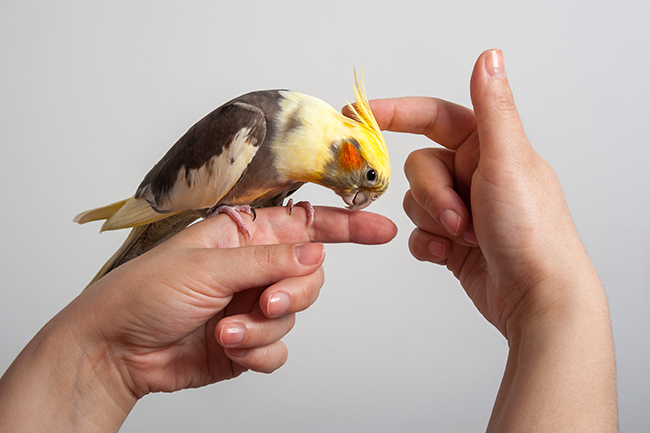 Pássaros recebendo carinho na cabeça