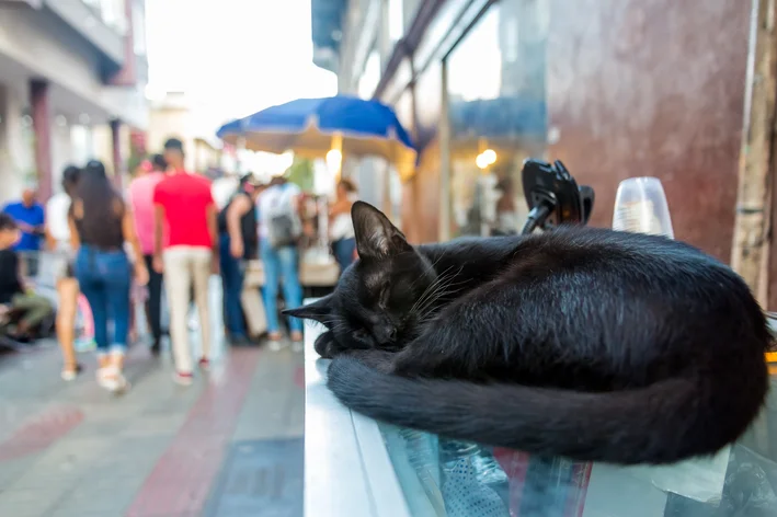 gato preto deitado na rua