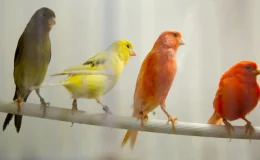 pássaros coloridos