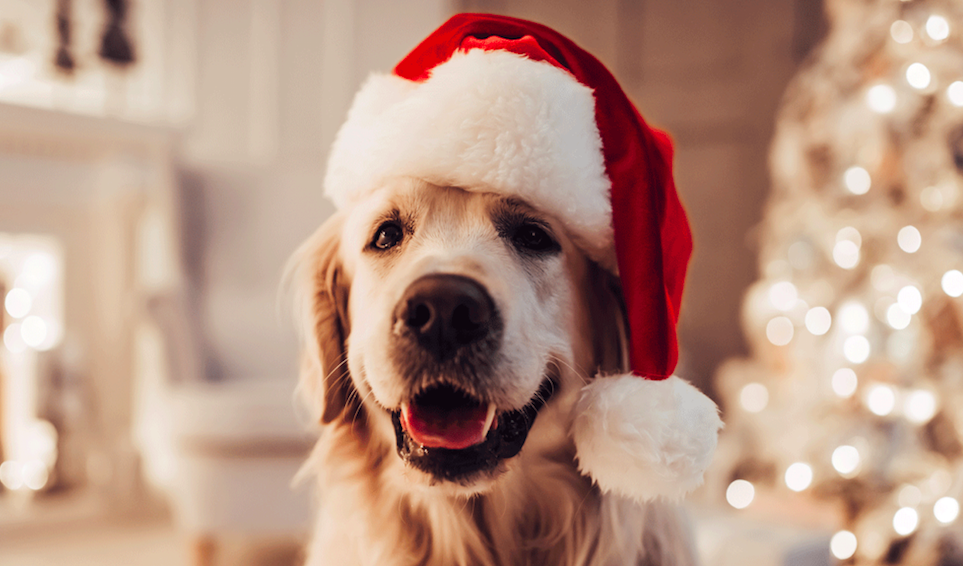 Encontre o presente de Natal para cachorro - Blog da Cobasi