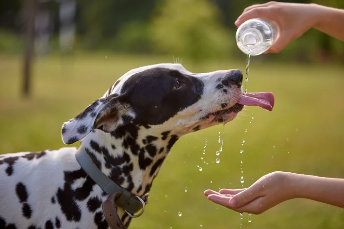 cachorro com calor bebendo água