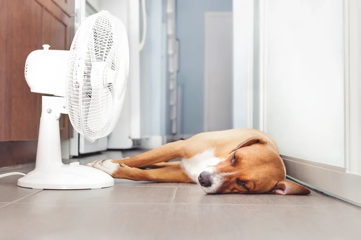 cachorro com calor ao lado de um ventilador