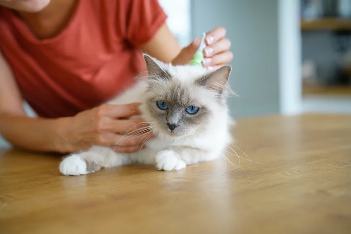 mulher aplicando medicamento para acabar com pulgas em gatos