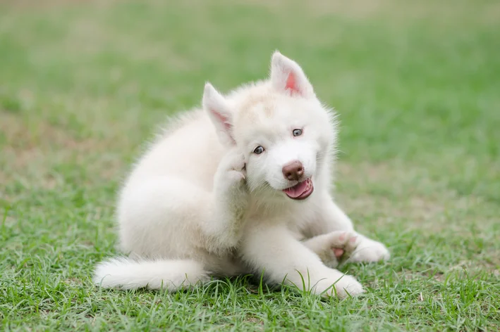 Cachorro com pulga se coçando