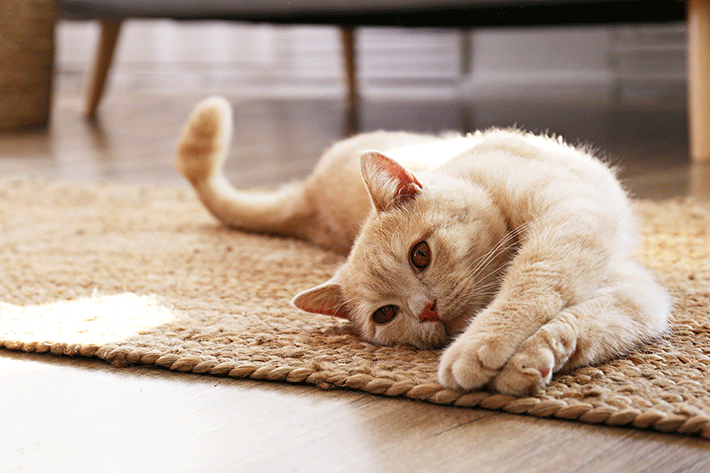 Ronronar do gato: descubra o porquê do som - Blog da Cobasi