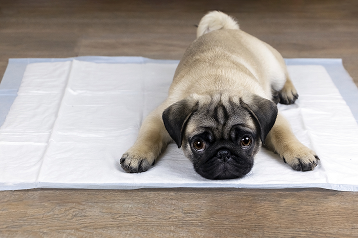 Cachorro Pug Saiba Mais Sobre Esse Pet Amoroso E Cheio De Dobrinhas