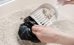 pessoal pegando areia de gato para jogar no vaso