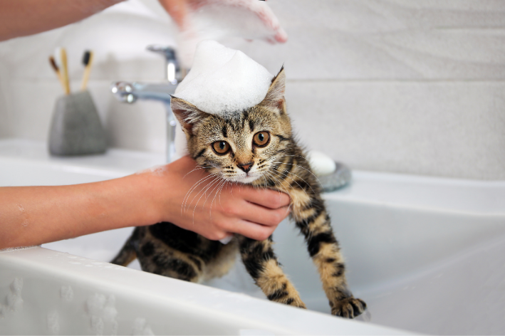 podemos dar banho em gatos