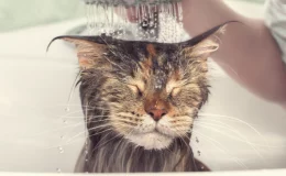 banho para gato