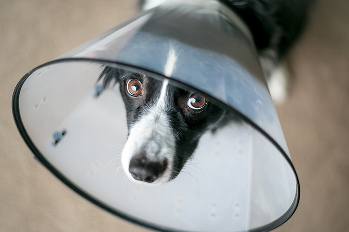 manual tumor ignore Colar elizabetano para cães e gatos - Blog da Cobasi