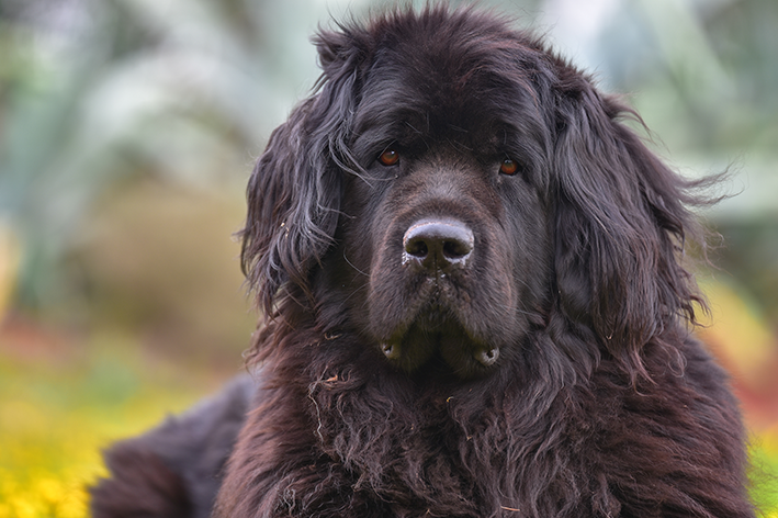 Raças de cachorro grande: conheça 15 opções famosas