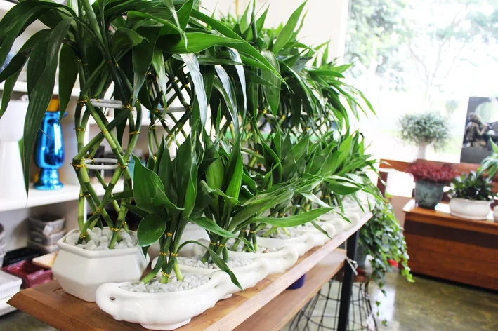 bambu-da-sorte plantas para dentro de casa