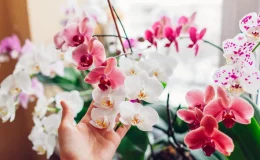 decorar casa com orquídeas