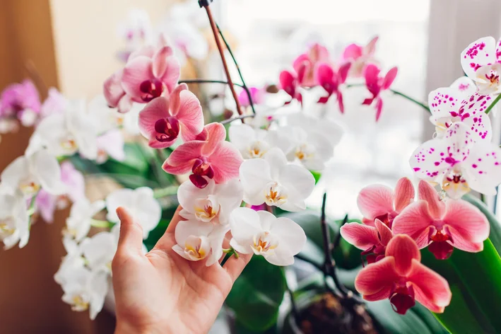 plantas para dentro de casa orquídeas