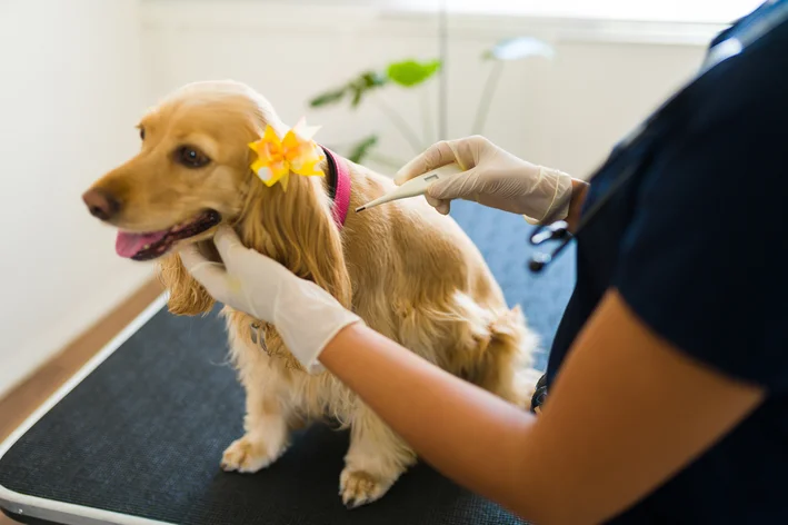 cachorro com febre no veterinário