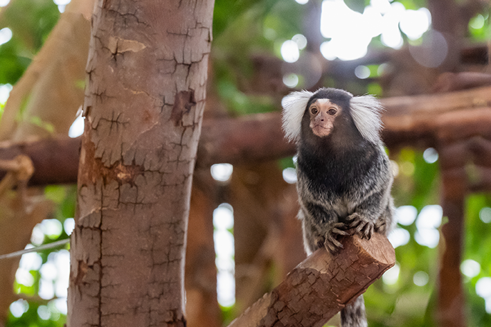 Macaco sagui de estimação: conheça o animal silvestre e os