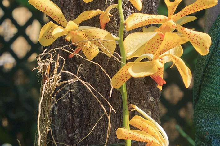 Como cuidar bem de uma orquídea vanda