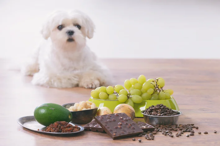 frutas que cachorro não pode comer