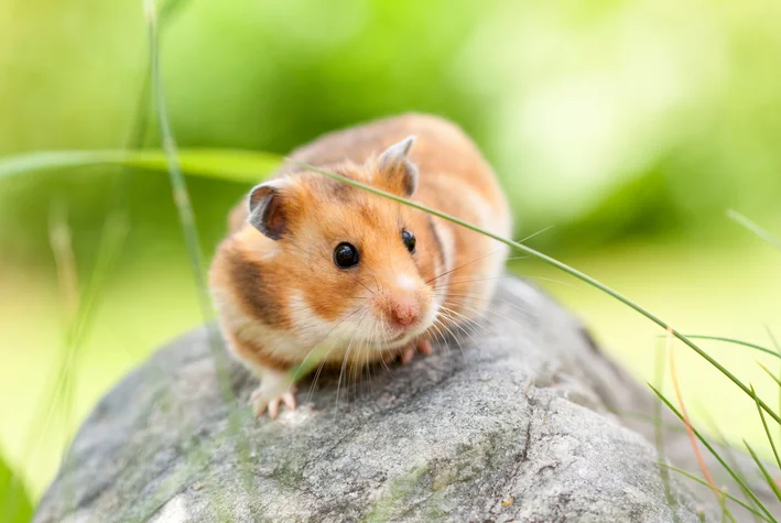 quanto tempo vive um hamster
