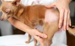 cachorro com alopecia na mesa do veterinário