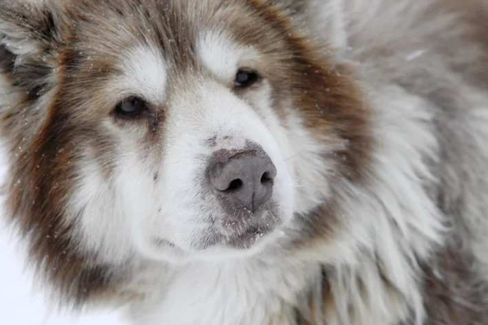 close do rosto do cachorro lobo esquimó canadense