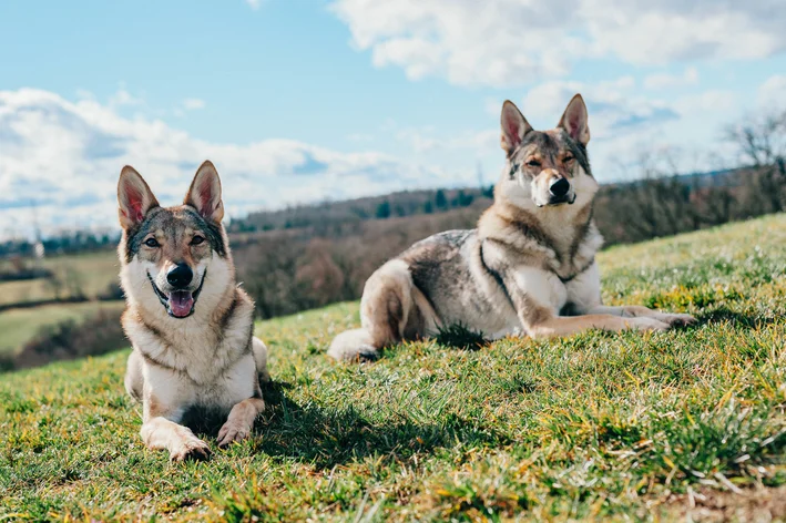 dois cães Tamaskan sentados na grama