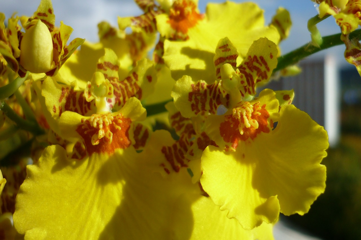 orquidea amarela chuva de ouro