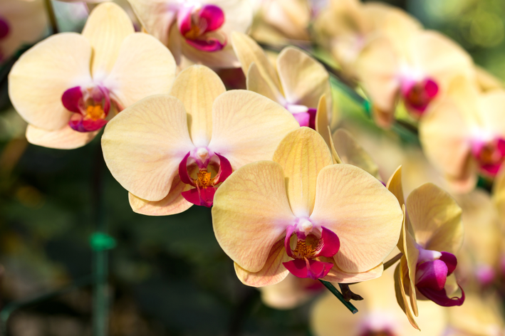 close flores de orquídeas amarelas