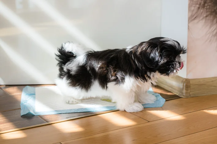 cachorro em cima de um tapete higiênico
