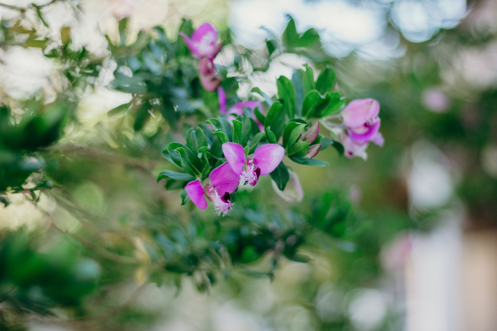 Onze-horas: saiba como plantar e cuidar dessa flor - Blog da Cobasi