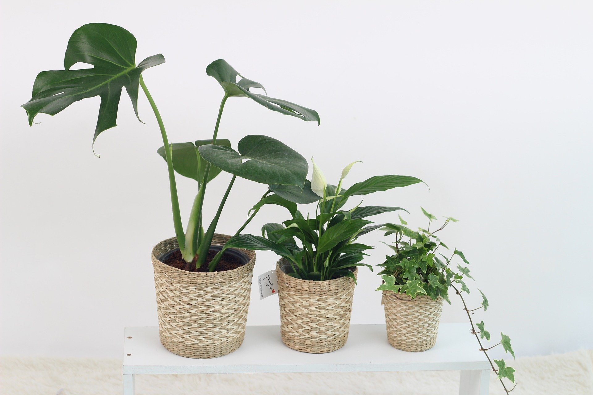 Planta em vaso em casa doente. folhas de plantas em vaso, com