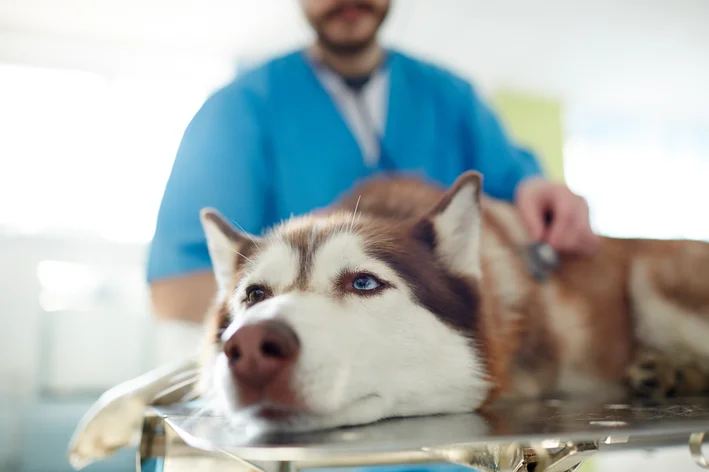 cachorro fazendo exame de Insuficiencia renal